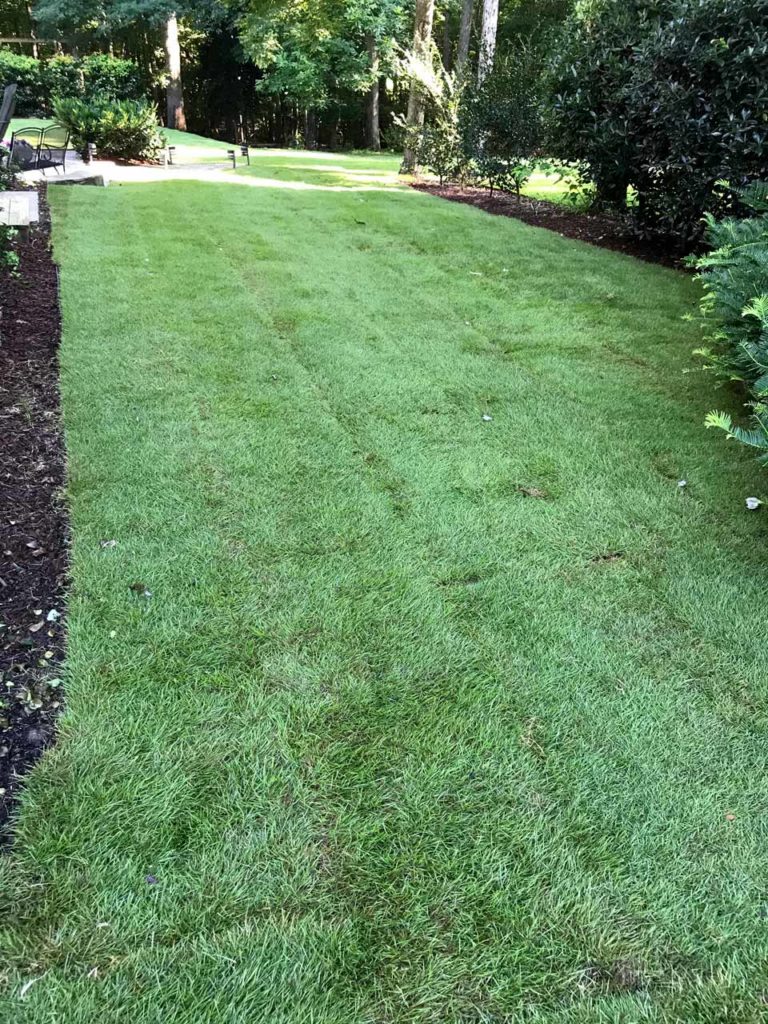 sod installation raleigh by turf works nc